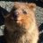 Quokka_Doctor